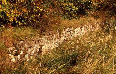 Lesesteinmauer zwischen Waldstück und Wirtschaftsweg (Foto: Wiegand, Okt. 02, HM-XXVI-36)